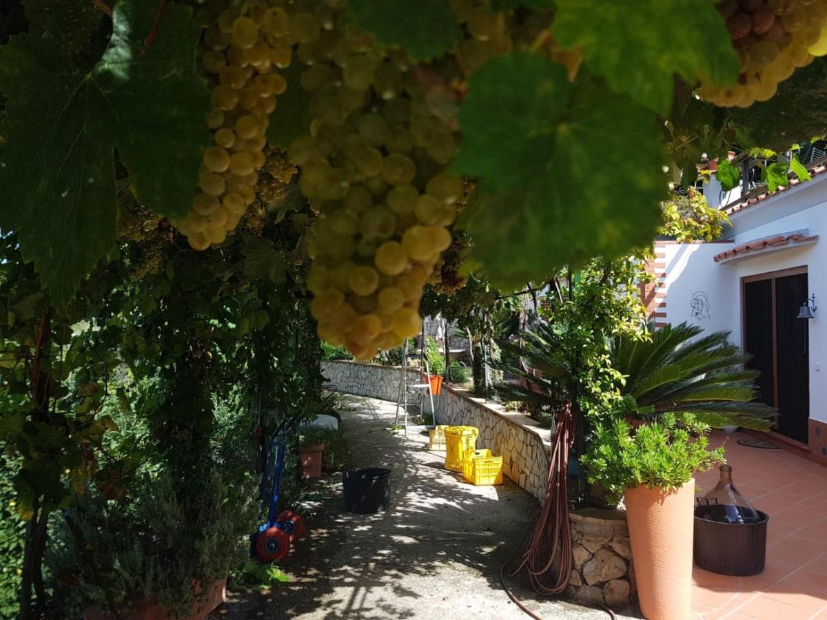 B&B Il Grappolo Anacapri  Bagian luar foto